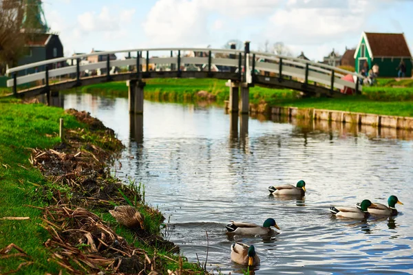 Eenden zwemmen op het kanaal in de buurt van een brug in de Zaanse Schans, Neth — Stockfoto