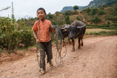 İki boğa halatlar üzerinde önde gelen çocuk