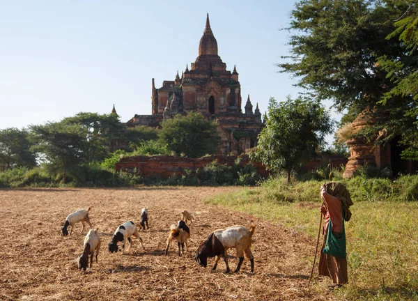 Pastora con cabras en el campo — Foto de Stock