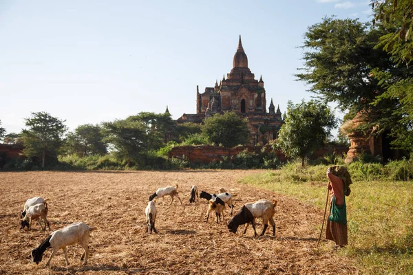 Pastora con cabras en el campo — Foto de Stock