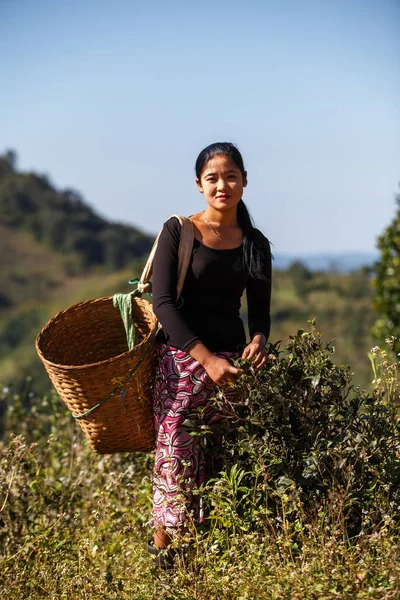 Myanmarese lány betakarítás tea levelek — Stock Fotó