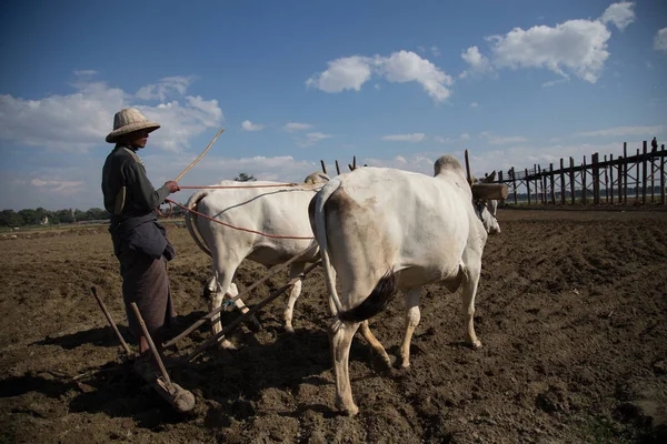 stock image Man plowing field with cows