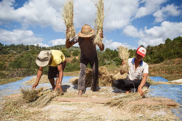 Pessoas que colhem feno no campo — Fotografia de Stock