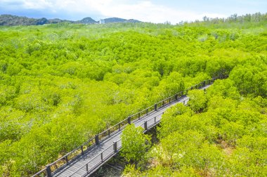 Geçit mangrov ahşap köprü ile forrest