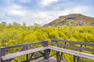 Geçit mangrov ahşap köprü ile forrest