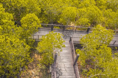 Geçit mangrov ahşap köprü ile forrest