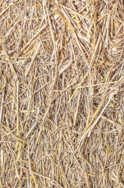 kurutma Straw avuç içi doku rustik arka plan bırakır. Kurur saman w