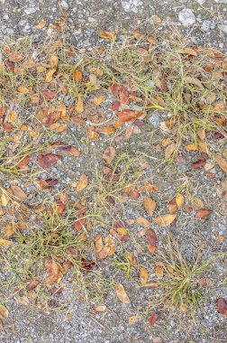 kuru yaprak arka plan dokusu ile taş zemin