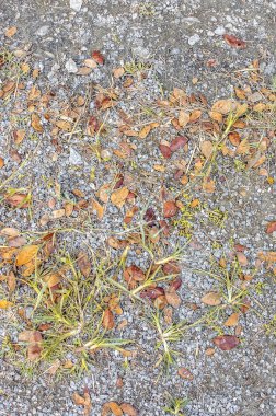 kuru yaprak arka plan dokusu ile taş zemin