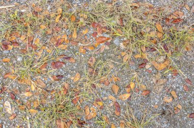 kuru yaprak arka plan dokusu ile taş zemin