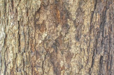 Eski doğal ahşap yakın, eski ahşap arka plan, ba doku