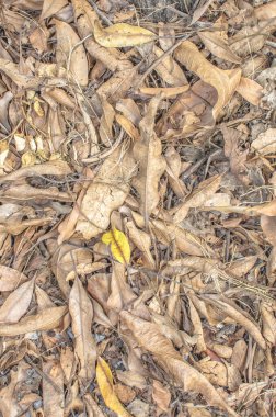 Düşmüş yaprak doku veya arka plan bırakır