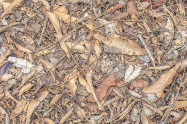 Düşmüş yaprak doku veya arka plan bırakır