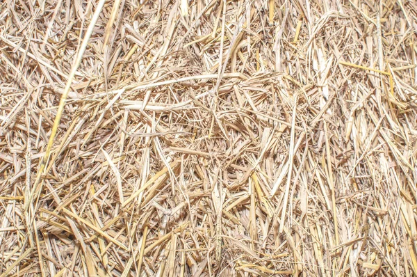 Keringkan telapak tangan jerami daun tekstur latar belakang pedesaan. Jerami kering — Stok Foto