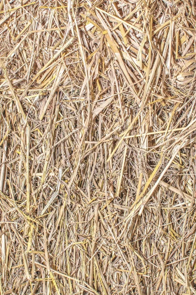 Сушка Соломенных пальм оставляет текстуру деревенского фона. Сушеное сено — стоковое фото