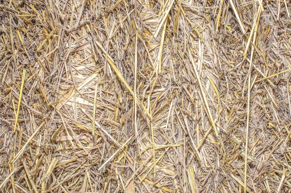 Drying Straw palms leaves texture rustic background. Dries hay w — Stock Photo, Image