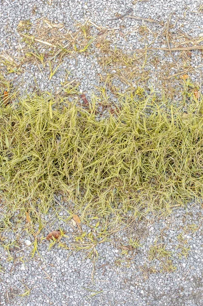 Textura do solo com grama seca e pequenos tufos raros de pla verde — Fotografia de Stock