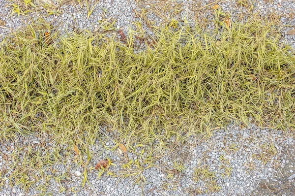 Tekstura podłoża z suchą trawą i małymi, rzadkimi Kępką zielonej PLA — Zdjęcie stockowe