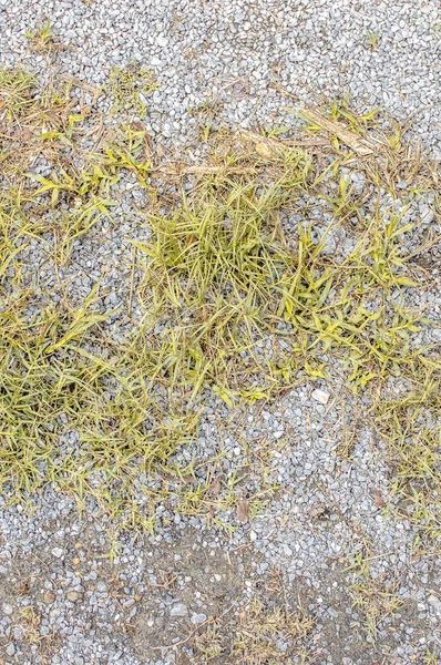 Struttura del terreno con erba secca e piccoli, rari ciuffi di pla verde — Foto Stock