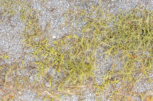 Struttura del terreno con erba secca e piccoli, rari ciuffi di pla verde — Foto Stock