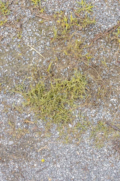 Gemalen textuur met droog gras en kleine, zeldzame plukjes groene Pla — Stockfoto