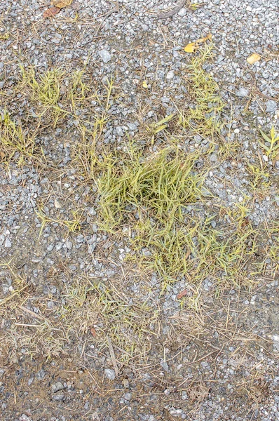 Gemalen textuur met droog gras en kleine, zeldzame plukjes groene Pla — Stockfoto