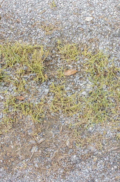 Gemalen textuur met droog gras en kleine, zeldzame plukjes groene Pla — Stockfoto