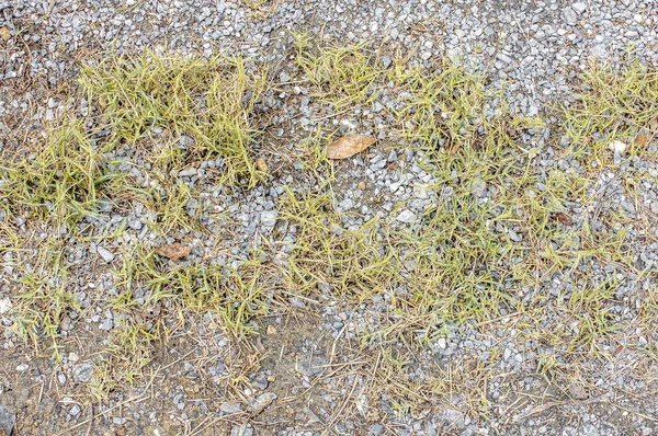 Gemalen textuur met droog gras en kleine, zeldzame plukjes groene Pla — Stockfoto