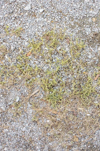 Ground textúra száraz fű és a kis, ritka Tufts a zöld PLA — Stock Fotó