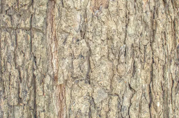 Alte natürliche hölzerne Nahaufnahme, alter Holzhintergrund, Textur von Ba — Stockfoto