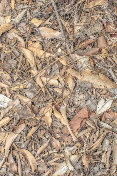 La struttura di foglia di foglie giù caduta o sfondo — Foto Stock