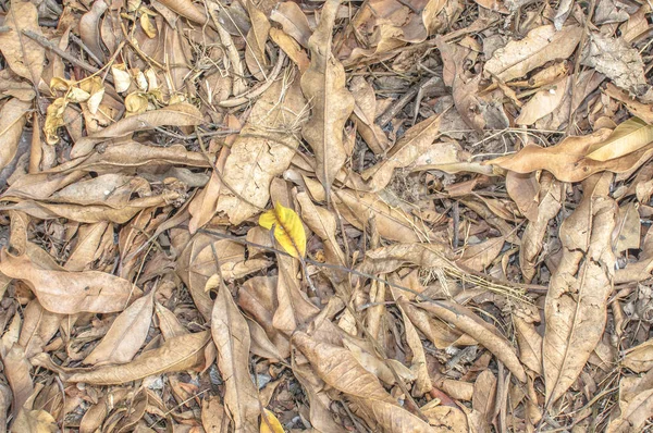 Gugur bawah daun tekstur atau latar belakang — Stok Foto