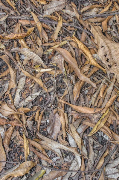 Gugur bawah daun tekstur atau latar belakang — Stok Foto