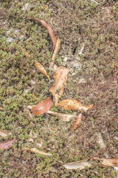 kuru yaprak yaprak ve yosun Doku arka plan