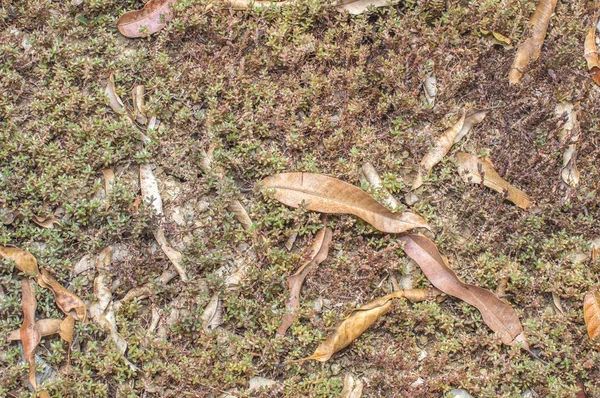 干叶叶和苔纹理背景 — 图库照片