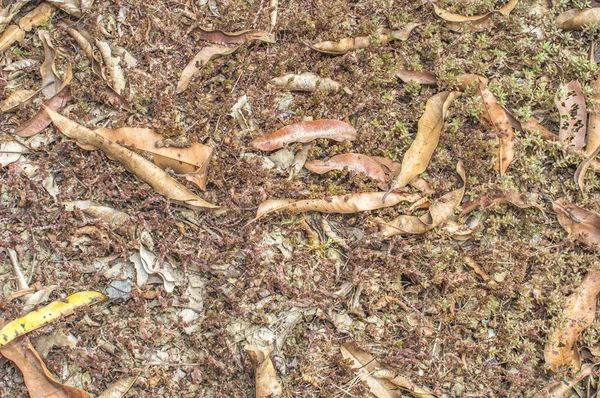 Suche liście liści i mech tekstura tło — Zdjęcie stockowe