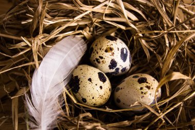 Yuvada bıldırcın yumurtası