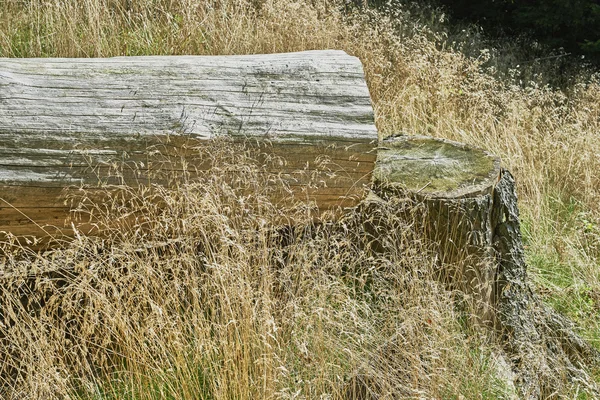 Träd och gräs — Stockfoto