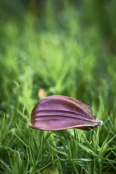 Ett makro bokollon — Stockfoto