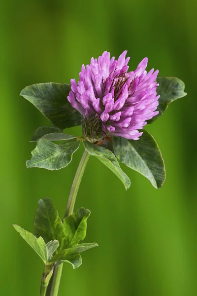 En växt av släkten Trifolium blomma — Stockfoto