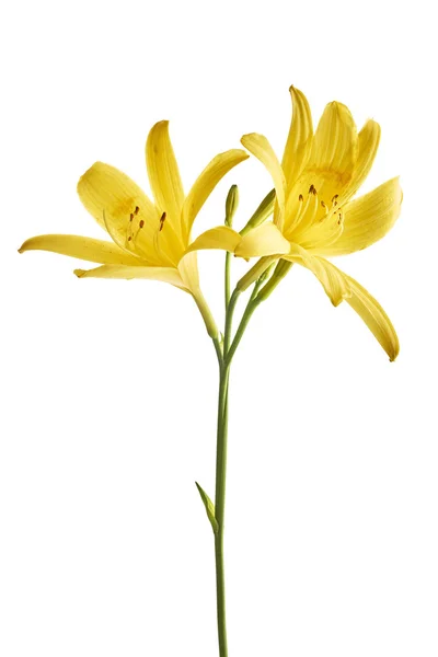 Flor lirio amarillo — Foto de Stock