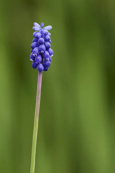 One muscari flower Royalty Free Stock Images