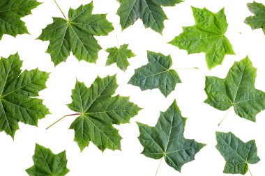 yeşil akçaağaç yaprakları