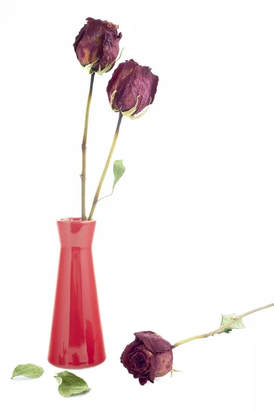 Asciugare tre rose — Foto Stock