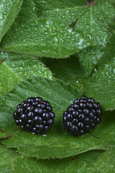 Detail twee bramen — Stockfoto