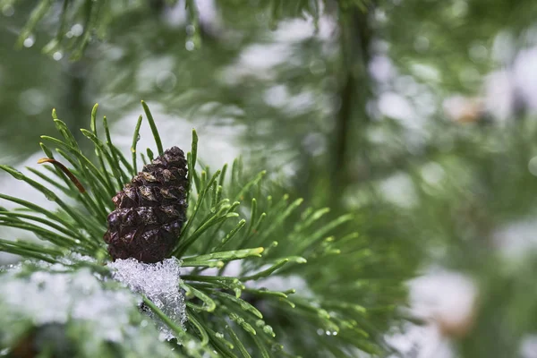 Cono di pino con neve — Foto Stock