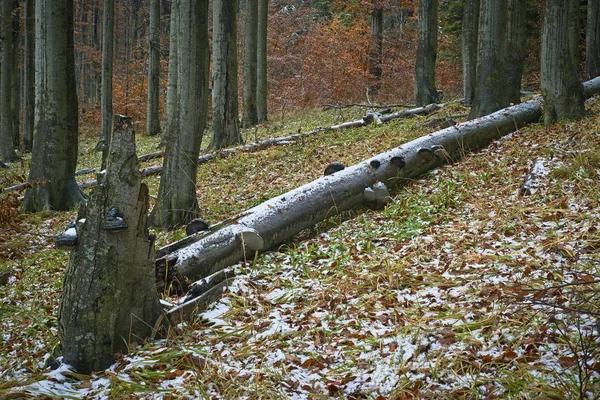 Bosque de haya nevado de finales de otoño —  Fotos de Stock
