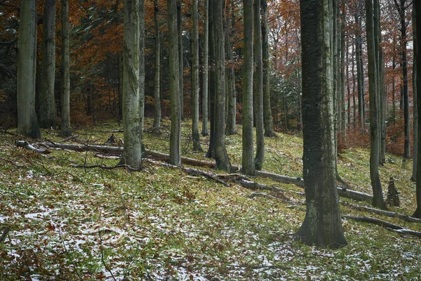 Bosque de haya nevado de finales de otoño —  Fotos de Stock
