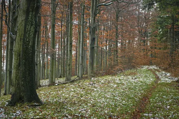 Outono tardio floresta de faia nevada — Fotografia de Stock