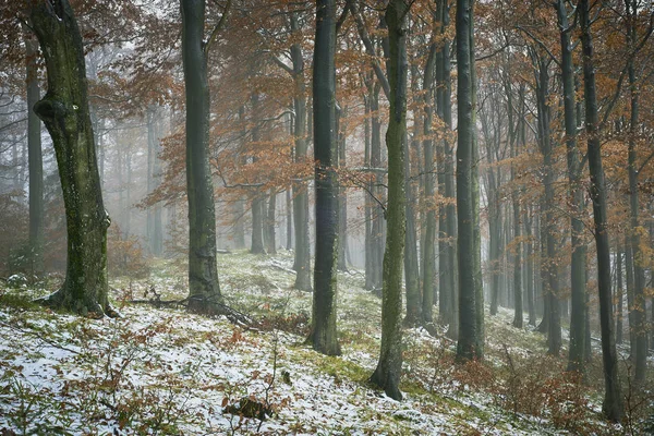 Late autumn snowy beech forest — Stock Photo, Image